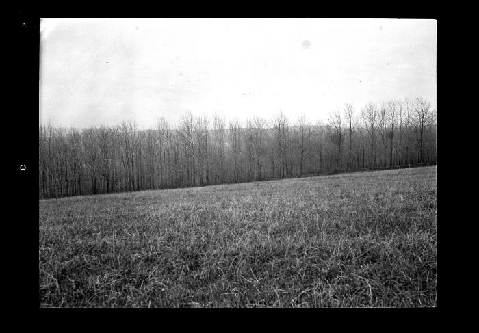 View of a stand of ash, Sloansville, Schoharie County