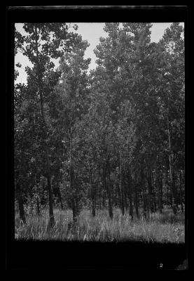 Leafy poplars, Buffalo, Niagara County