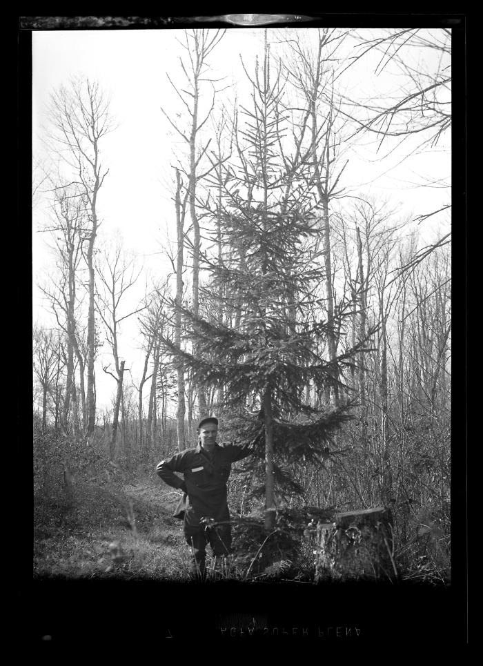 Old Norway spruce plantation, Duchess County