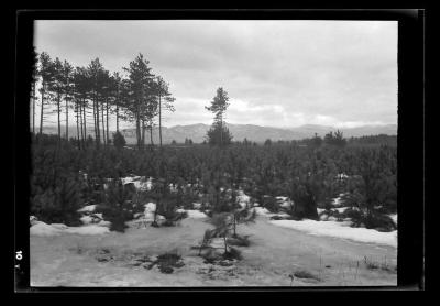 Red pine reproduction looking south from State Road, Clinton County, N.Y.