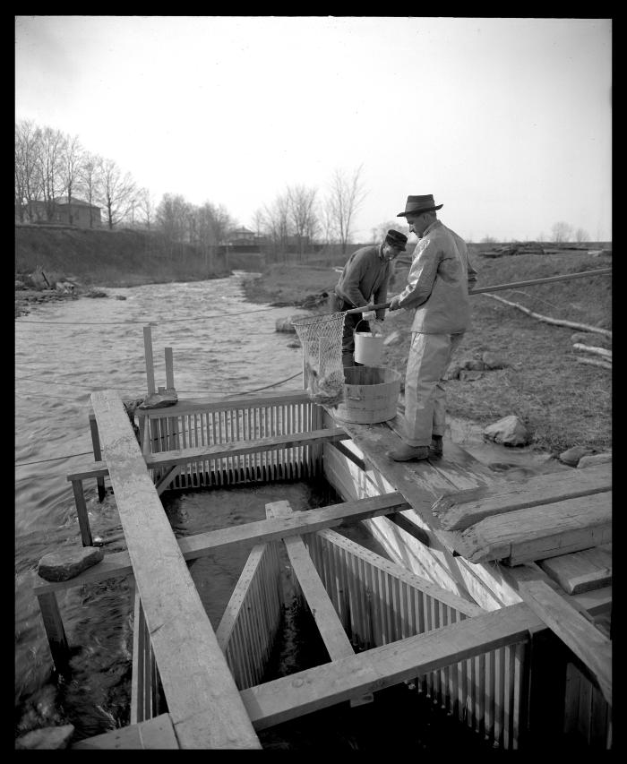 Fish rack (Oneida)