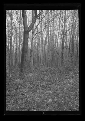 Pure stand of ash trees, Sloansville, Schoharie County