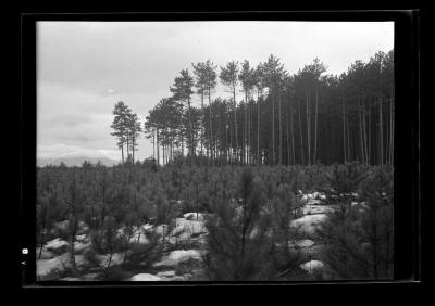 Red pine reproduction viewed in a westerly direction, Clinton County, N.Y.