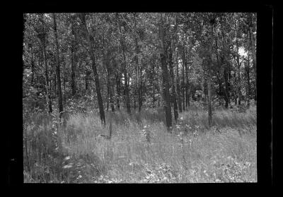 Leafy poplars, Buffalo, Niagara County