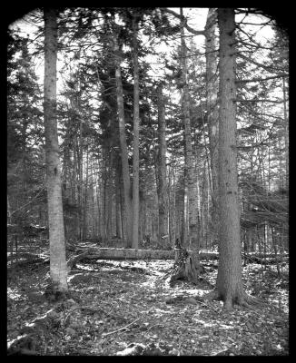 Ray Brook forest fire, Essex County