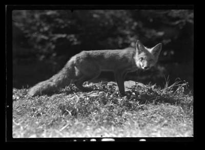 Image of a fox