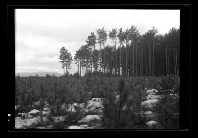 Red pine reproduction viewed in a westerly direction, Clinton County, N.Y.