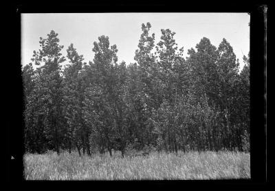 Leafy poplars, Buffalo, Niagara County