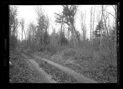 View of spruce on old plantation, Township 12, Dutchess County, N.Y.