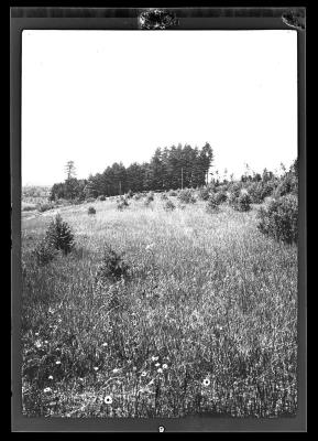 Looking north, towards stand of white pine, West Plattsburgh, Clinton County, N.Y.