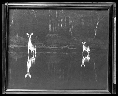 White-tailed deer frozen by lights