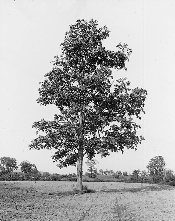 Shagbark Hickory Tree. Near Liberty, NY, 1913