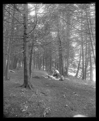 Grove of white cedars, Burnham Point, St. Lawrence Reservation