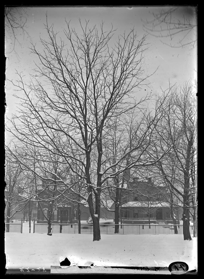 Kentucky coffee tree in front of house
