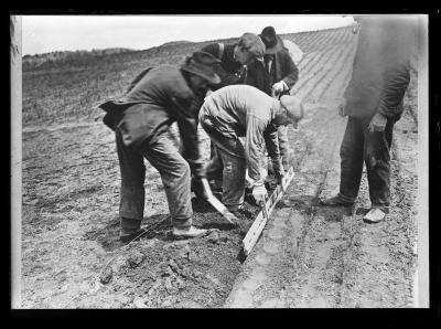 Using the "transplant board," by which fifty young trees can be planted at one operation