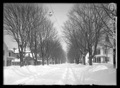 Hard maple trees in Northville, New York