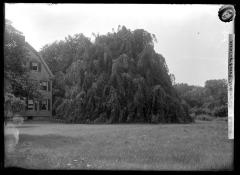 Weeping beech tree