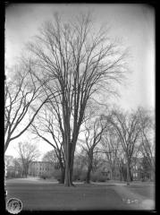 American Elm