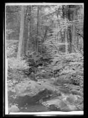 Mossy brook near Adirondack lodge