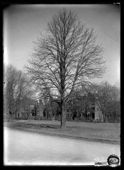 Chestnut tree in Washington Park, Albany, N.Y.