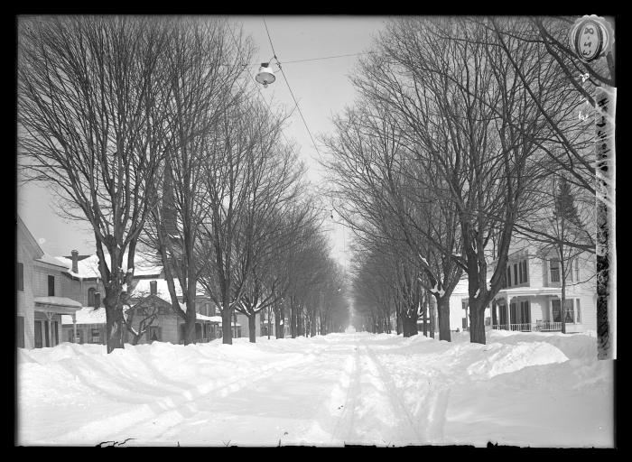 Hard maple trees in Northville, New York
