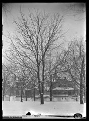 Kentucky coffee tree in front of house