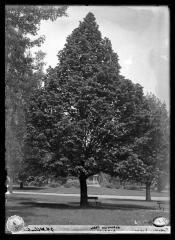 European linden in Washington Park, Albany, N.Y.