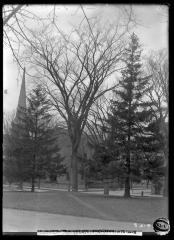 American elm tree in Washington Park, Albany, N.Y.