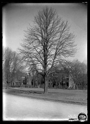 Chestnut tree in Washington Park, Albany, N.Y.