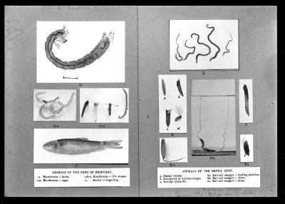 Posters of animals of the zone of recovery and animals of the septic zone