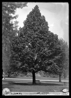 European linden in Washington Park, Albany, N.Y.