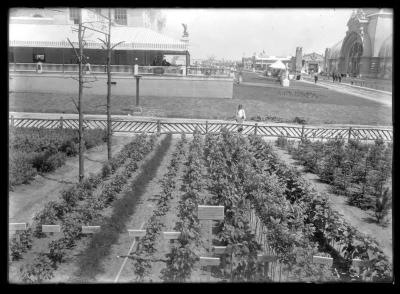 Native American looking at the New York State nursery