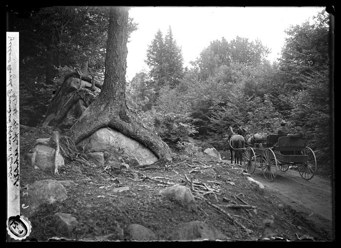 Yellow Birch founded upon a rock