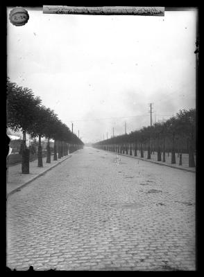 Street in Bingen, Germany planted with locust trees