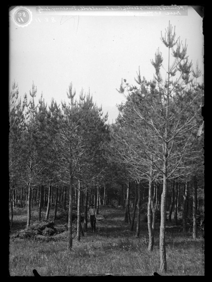 Planted forest of Scotch pine, Camaldoli, trees 20 years old