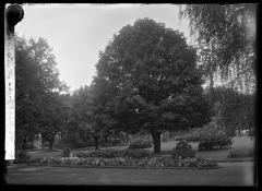 Horse chestnut tree in Washington Park