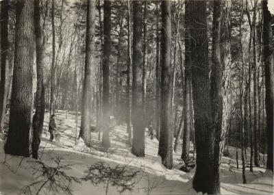 A primeval hemlock woods near Lake Pleasant village in the Adirondacks, on shore of Lake Sacandaga