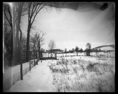 Turkeys in a snowy field