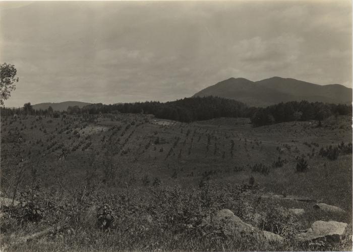 Axton, young red pine plantation in foreground, older Scotch plantations in background