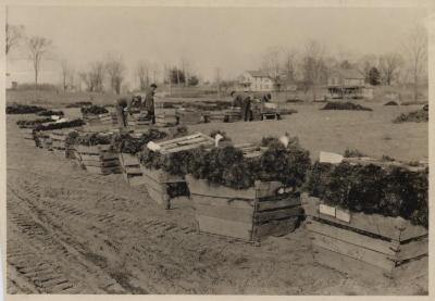 Packing trees for shipment