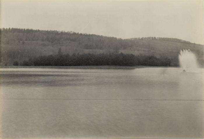 Scotch Pine Plantation 13 years old, Ilion Reservoir