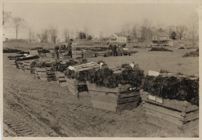 Packing trees for shipment