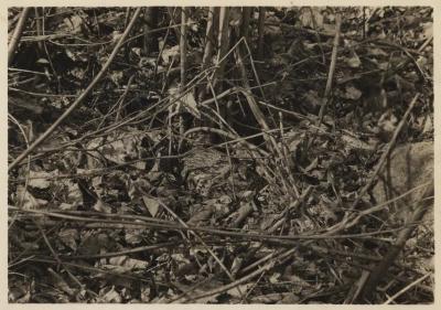 Partridge or ruffed grouse in nest