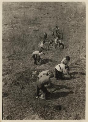 Mixed planting gang reforesting State land near Vermontville NY