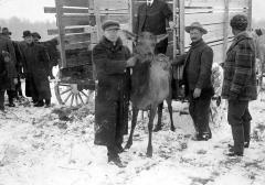 Release of Elk