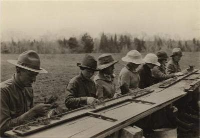 Loading transplant boards at Saranac Inn nursery