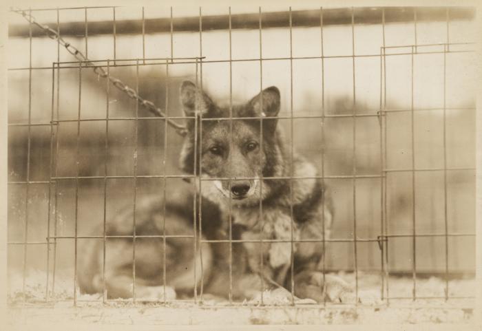 Coyote-dog trapped in Adirondacks