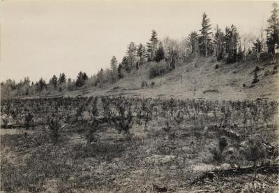 Scotch Pine plantation near St. Regis Lake