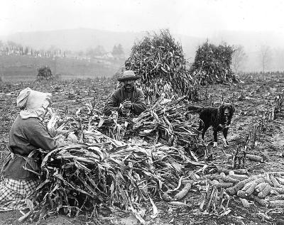 Agriculture - Husking Corn