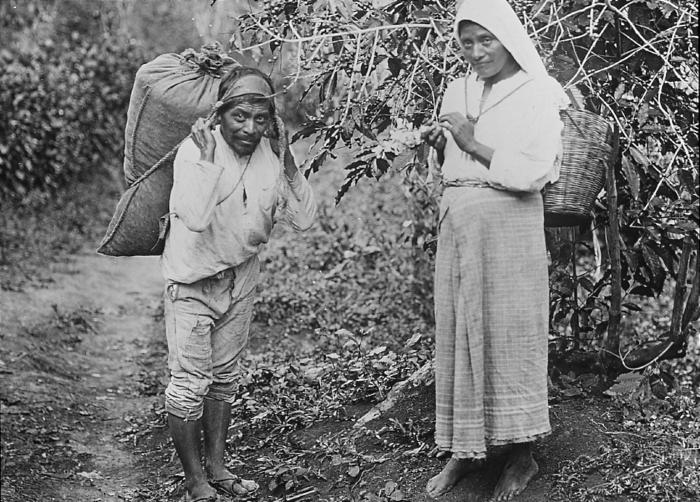 Mexico.  Man and Woman (Indians) Coffee Pickers; Fruit on Trees.  (1927)